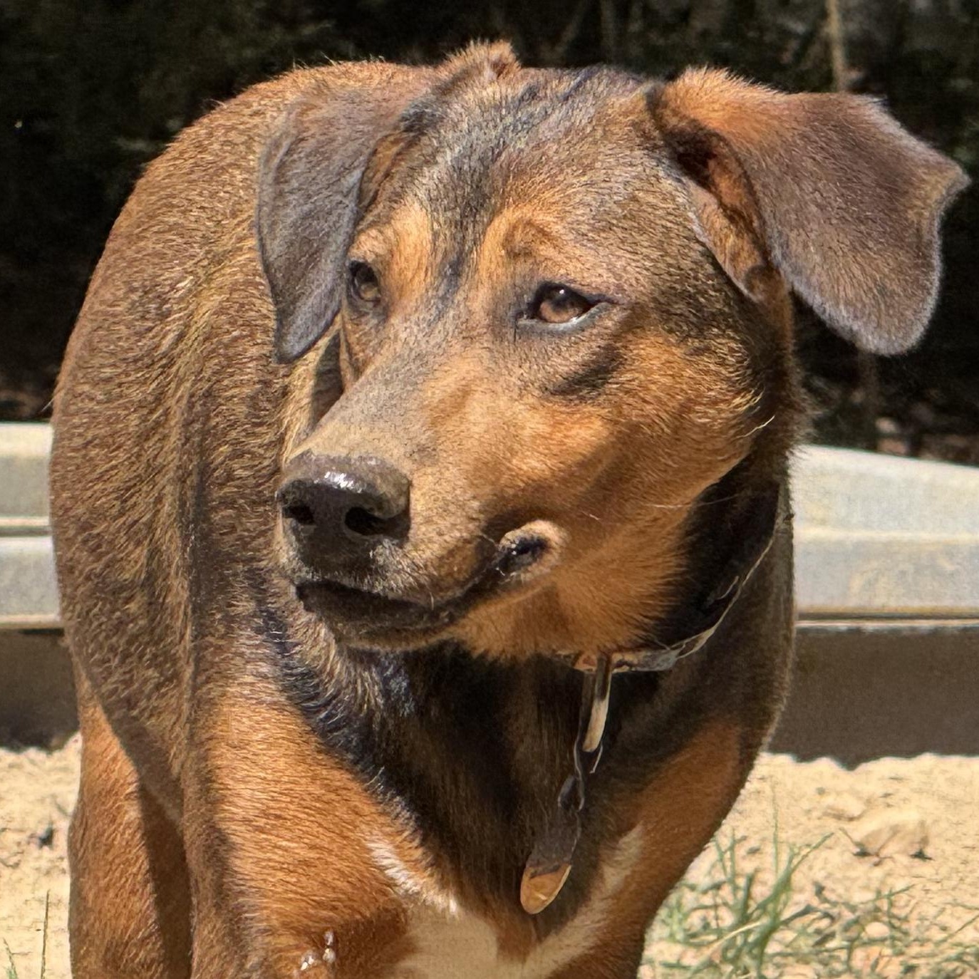 Enlarge Mokie, a Adoptable mixed breed in Ragland, AL image 4/5
