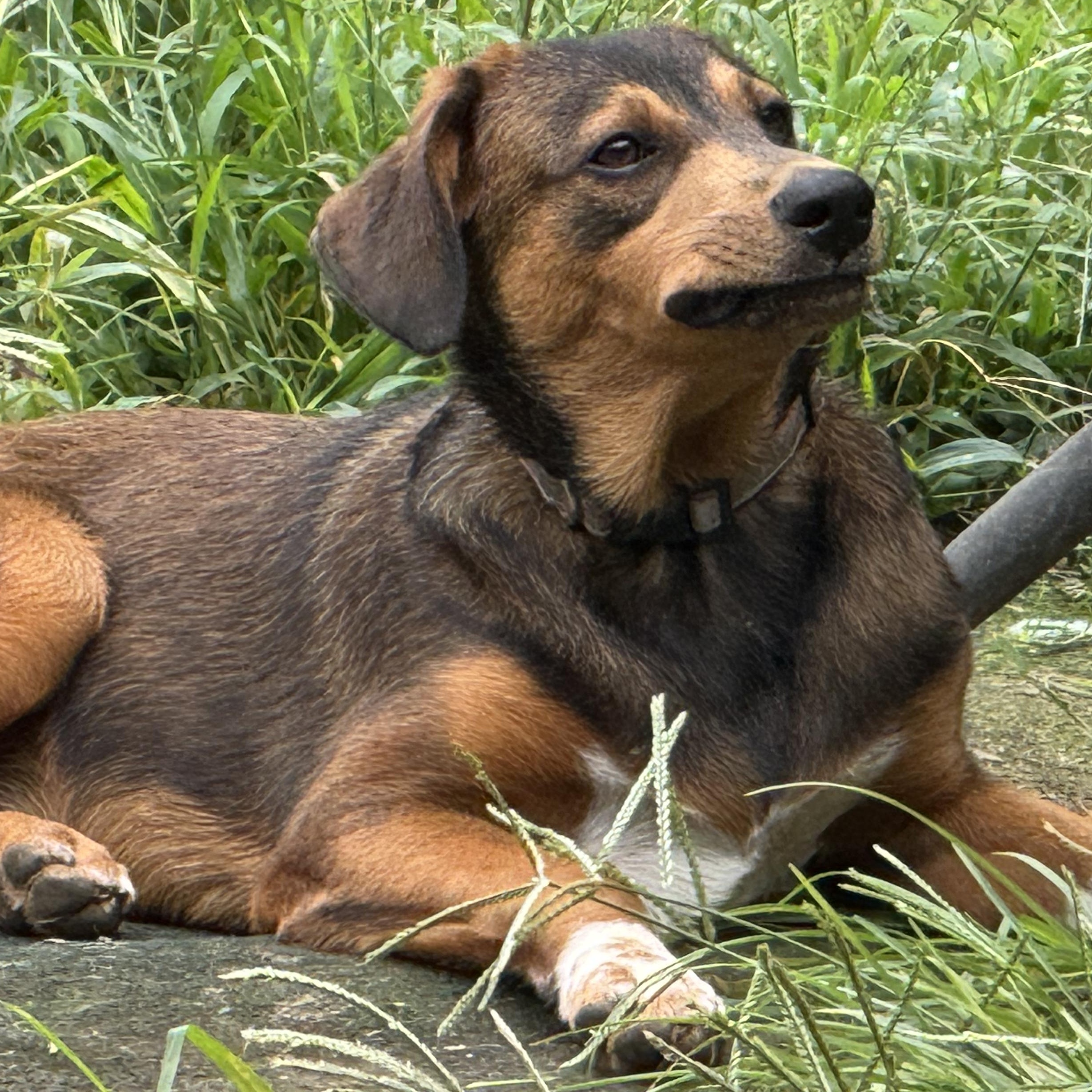 Enlarge Mokie, a Adoptable mixed breed in Ragland, AL image 2/5