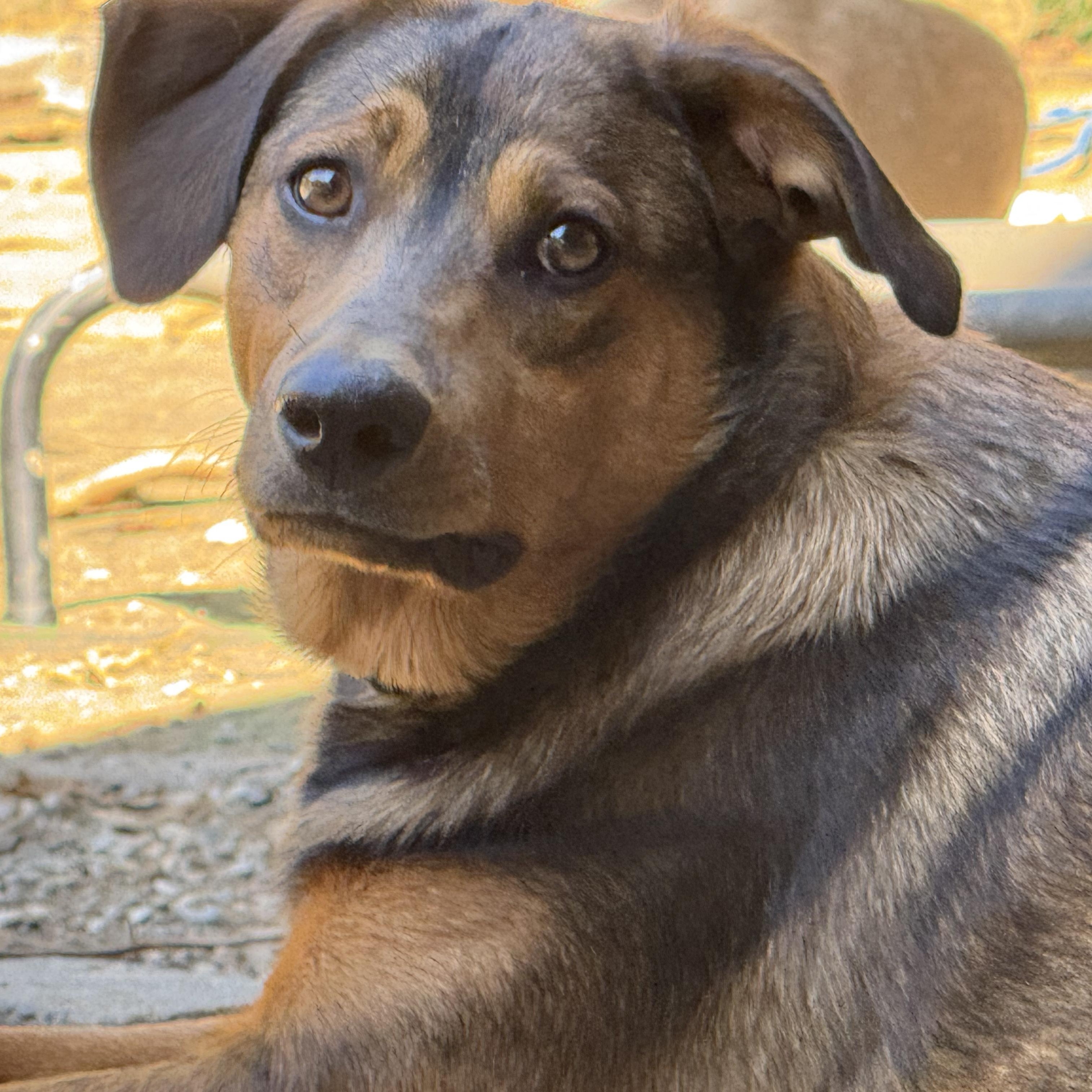 Enlarge Mokie, a Adoptable mixed breed in Ragland, AL image 5/5