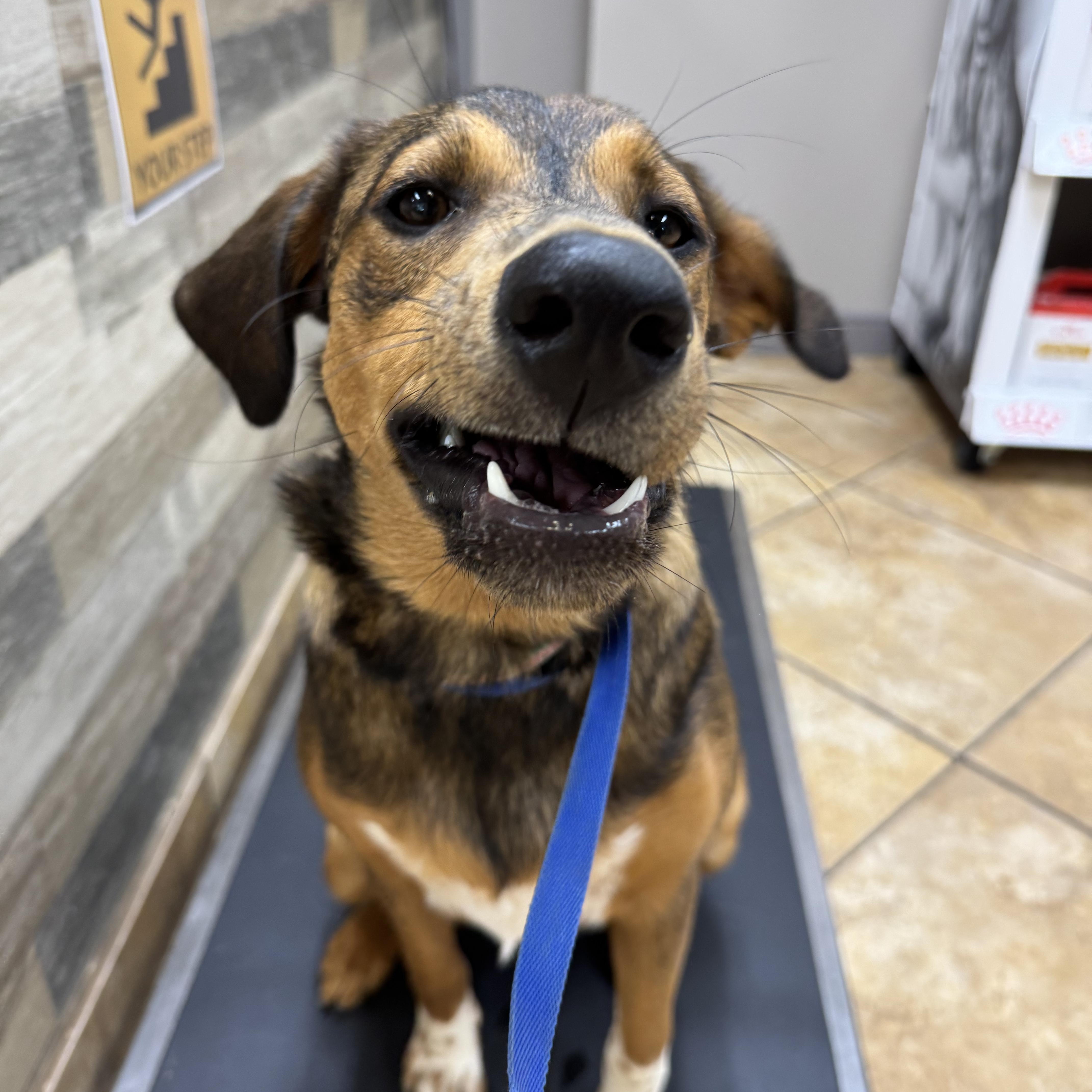 Mokie, Adoptable, Young Female Australian Shepherd & Australian Cattle Dog / Blue Heeler.