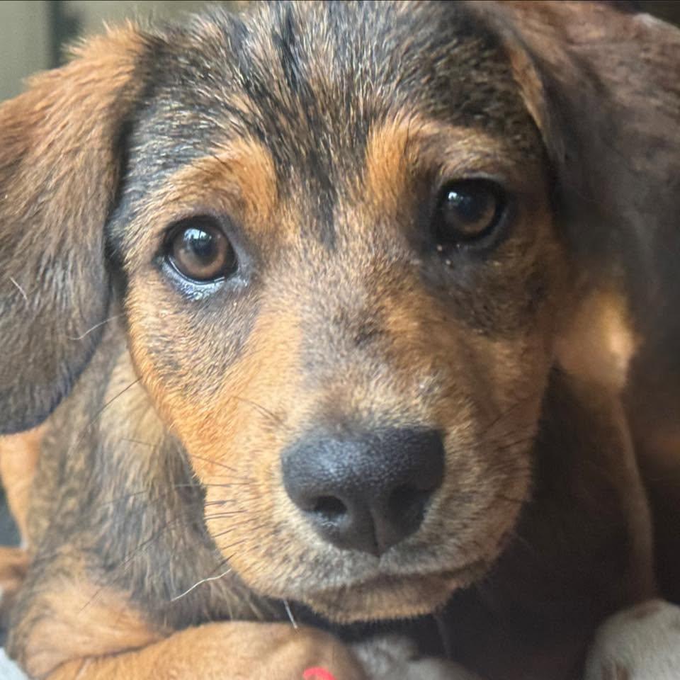 Enlarge Mokie, a Adoptable mixed breed in Ragland, AL image 3/5