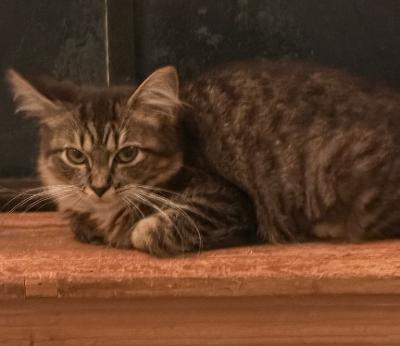 Fluffy Steel, Adopted, Young Male Tabby.