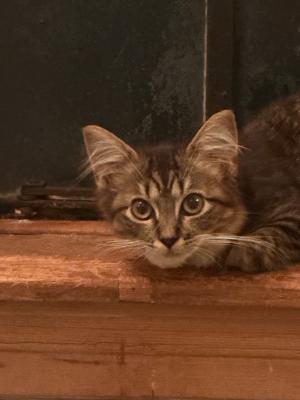 Enlarge Fluffy Steel, a Adopted Tabby in BEVERLY HILLS, CA image 2/3