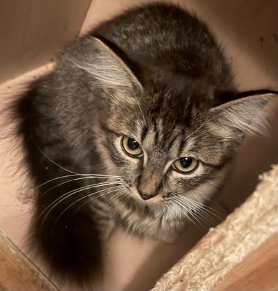Enlarge Fluffy Steel, a Adopted Tabby in BEVERLY HILLS, CA image 3/3