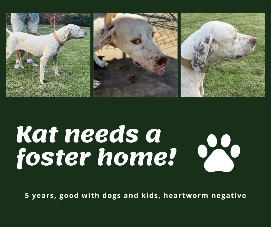 Needs Foster Kat (OK), Adoptable, Adult Female English Pointer.