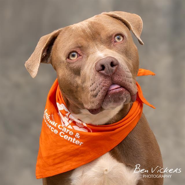 Enlarge LITTLE MAN, a Adoptable mixed breed in Albuquerque, NM image 1/1