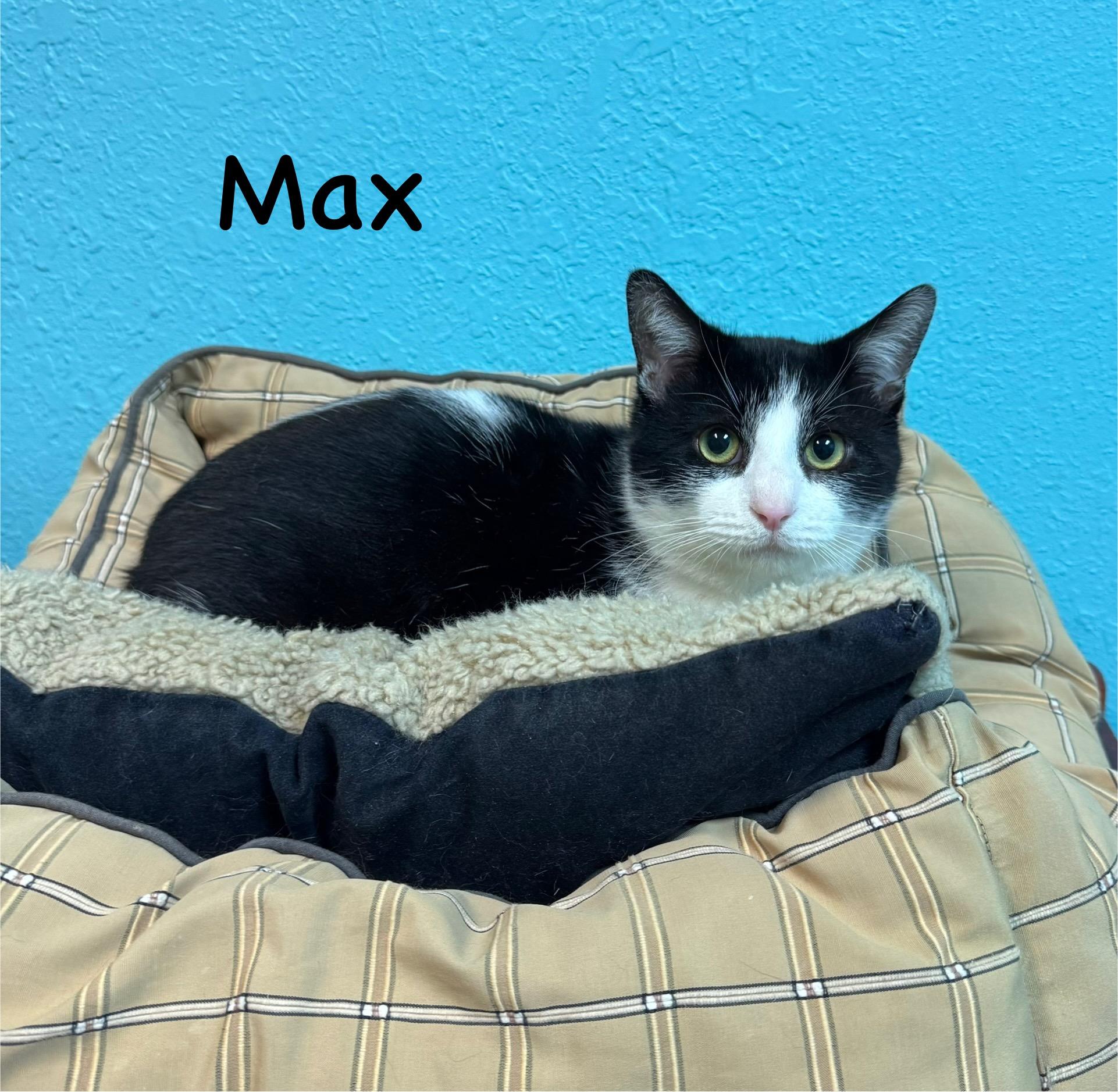 Enlarge MAX Adult Male Tuxedo , a ADOPTABLE Tuxedo in Monroe, NC image 1/5