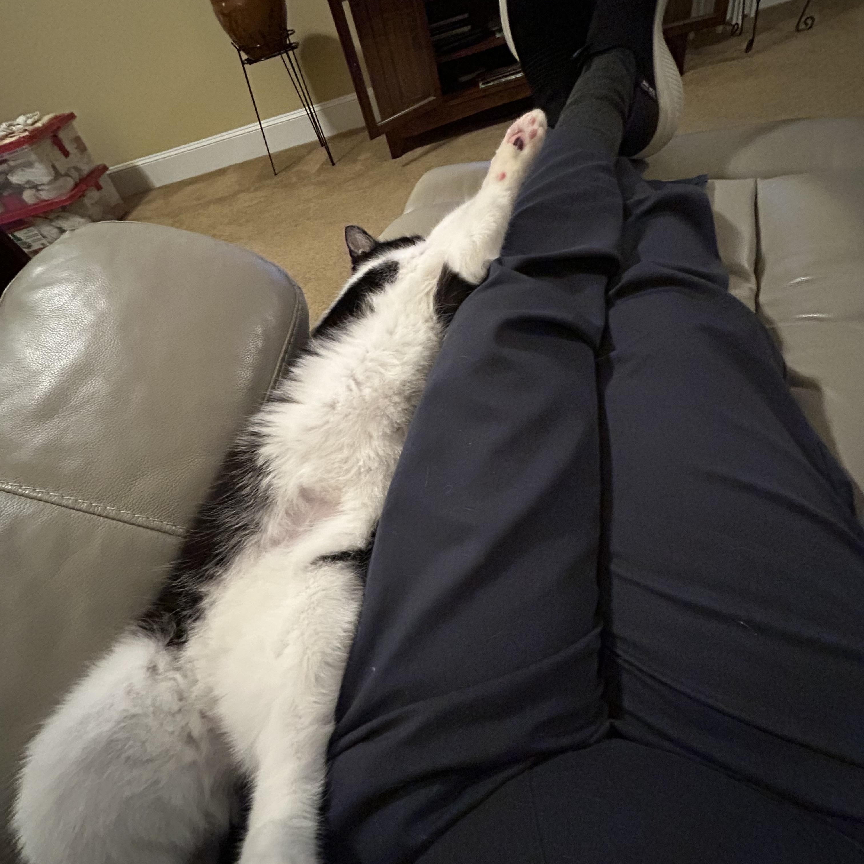 Enlarge MAX Adult Male Tuxedo , a ADOPTABLE Tuxedo in Monroe, NC image 5/5