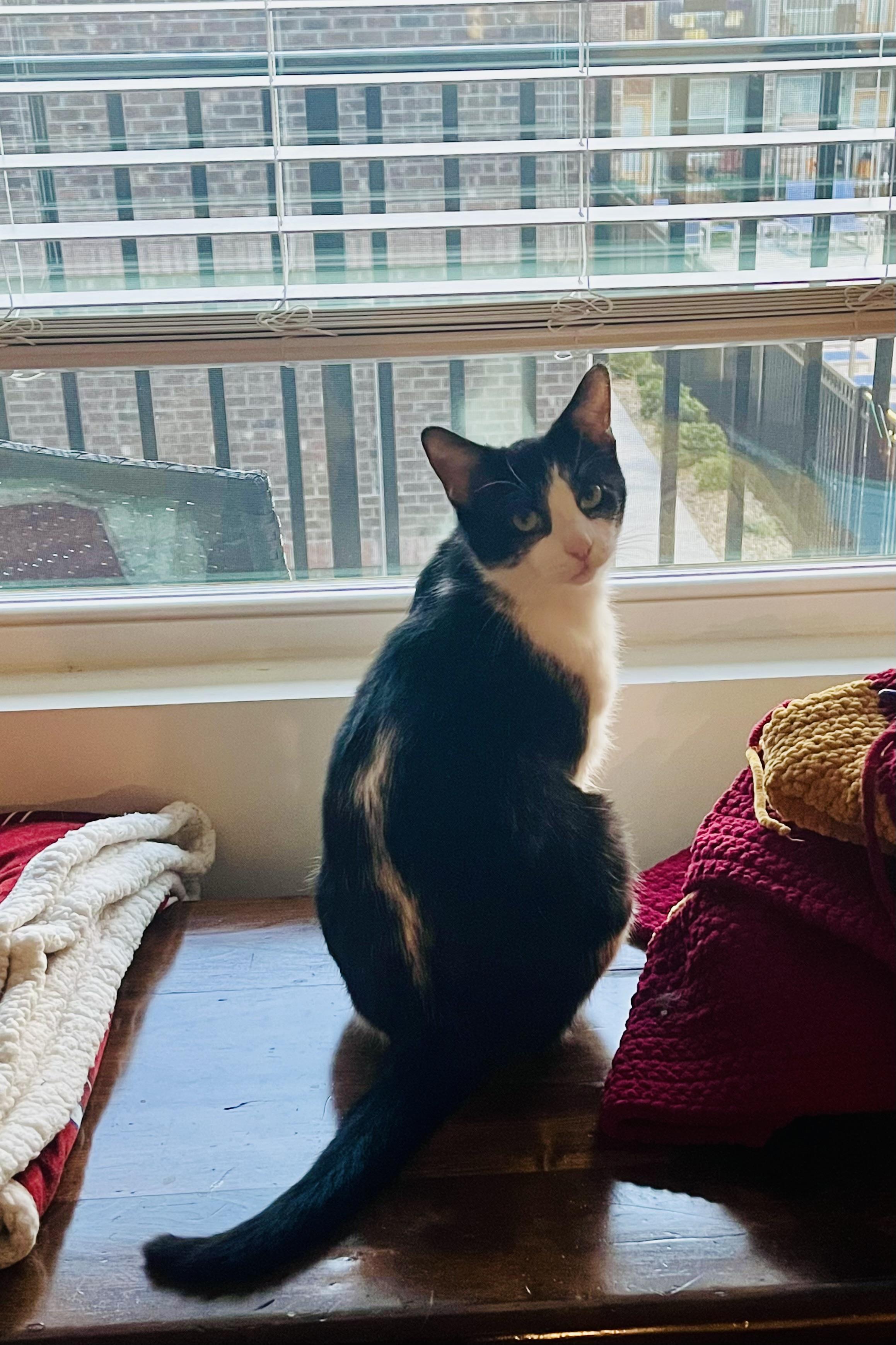 Enlarge MAX Adult Male Tuxedo , a ADOPTABLE Tuxedo in Monroe, NC image 4/5