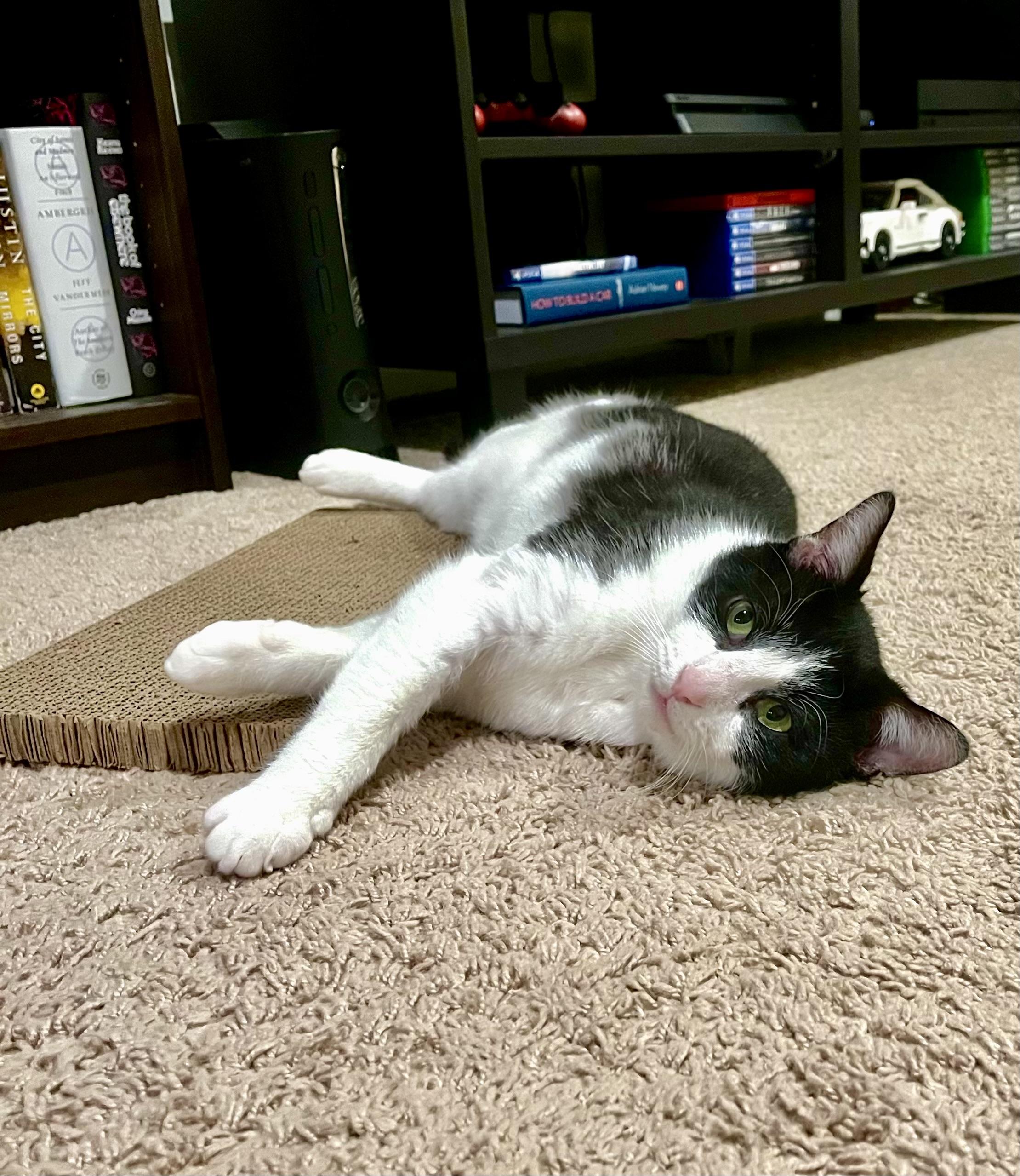 Enlarge MAX Adult Male Tuxedo , a ADOPTABLE Tuxedo in Monroe, NC image 2/5