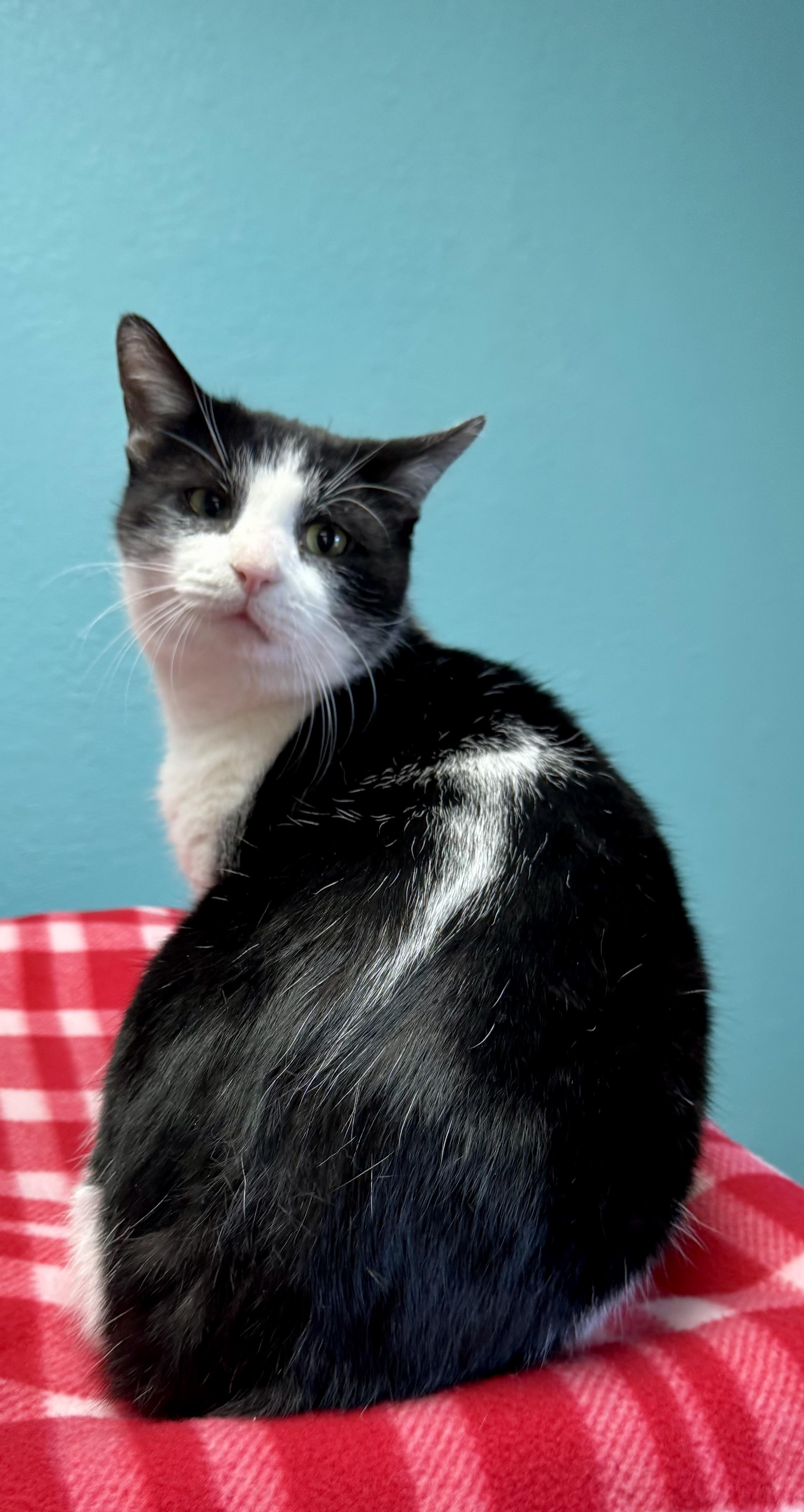 Enlarge MAX Adult Male Tuxedo , a ADOPTABLE Tuxedo in Monroe, NC image 3/5