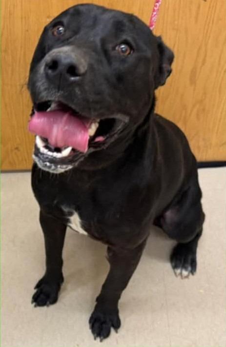 KONG, Adoptable, Adult Male Pit Bull Terrier.