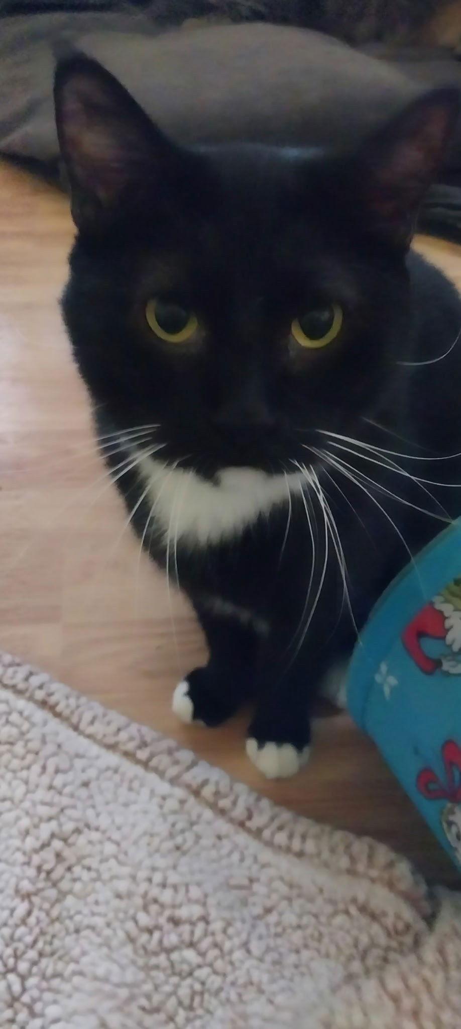 BIG BOY, Adoptable, Adult Male Tuxedo.