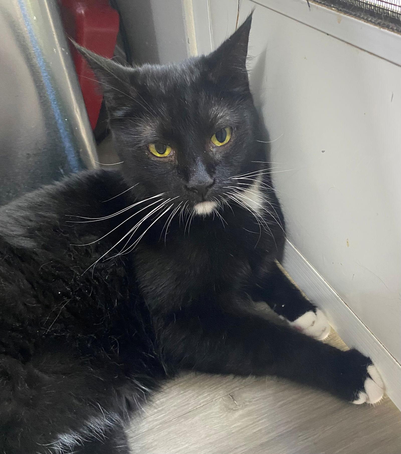 BIG BOY, a Adoptable Tuxedo in Oakland Park, FL image 2/3
