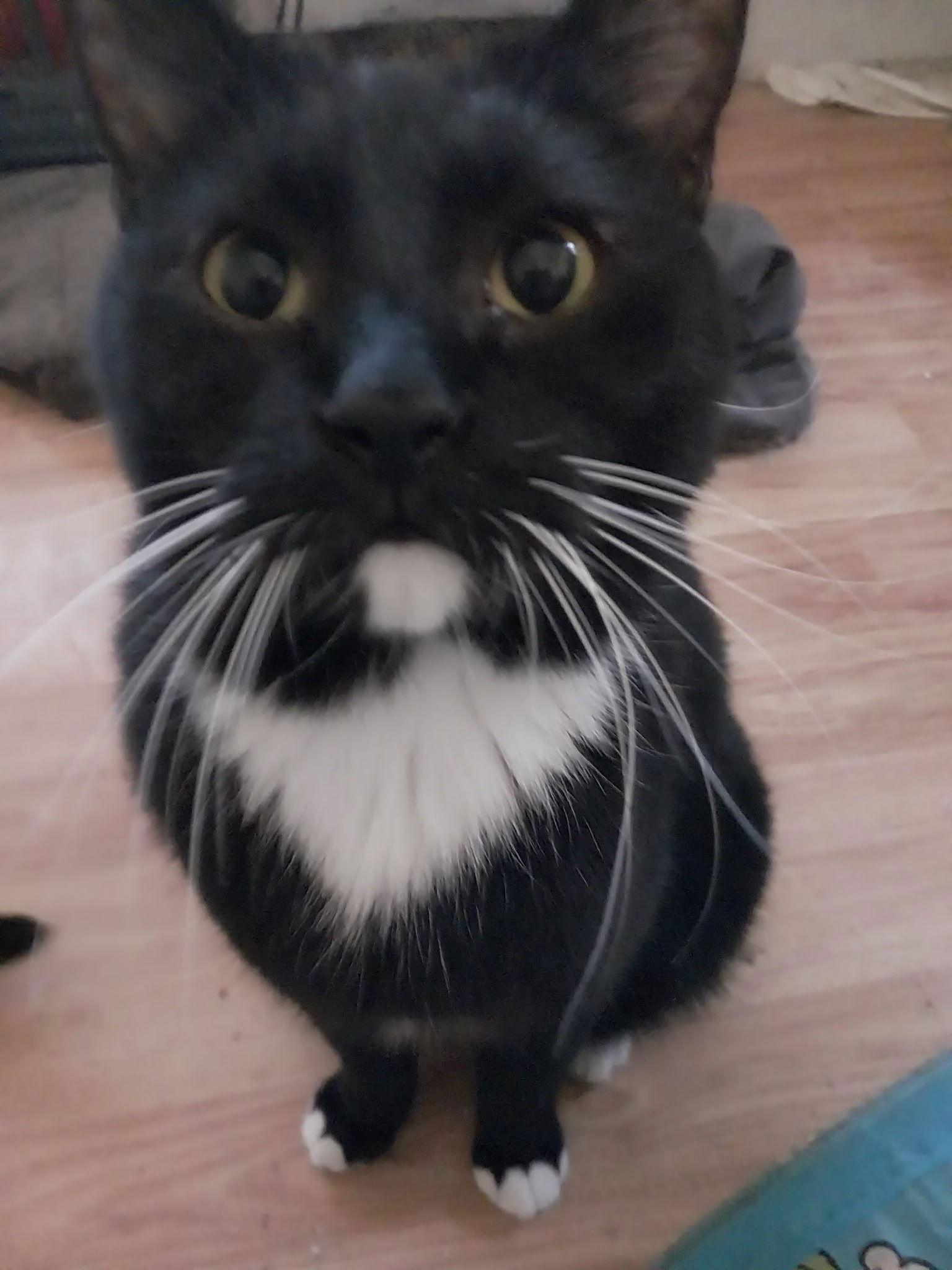BIG BOY, a Adoptable Tuxedo in Oakland Park, FL image 3/3