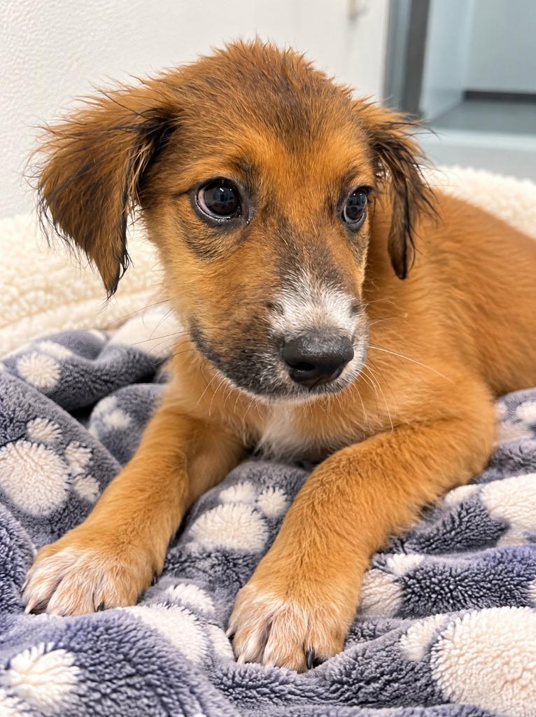 Enlarge Zoey, a Adoptable mixed breed in Seven Points, TX image 1/1