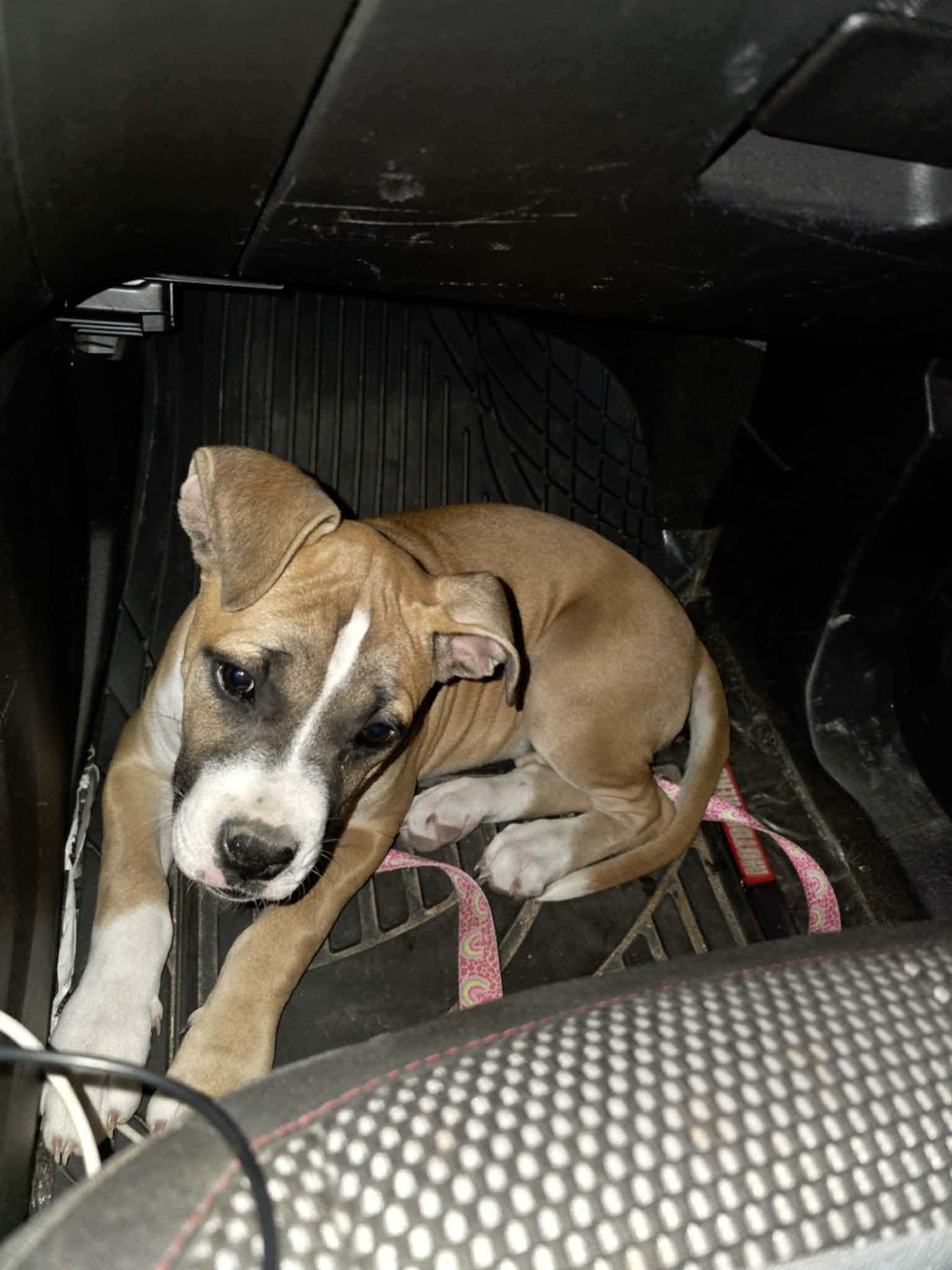 SHURI, Adoptable, Puppy Female Boxer.