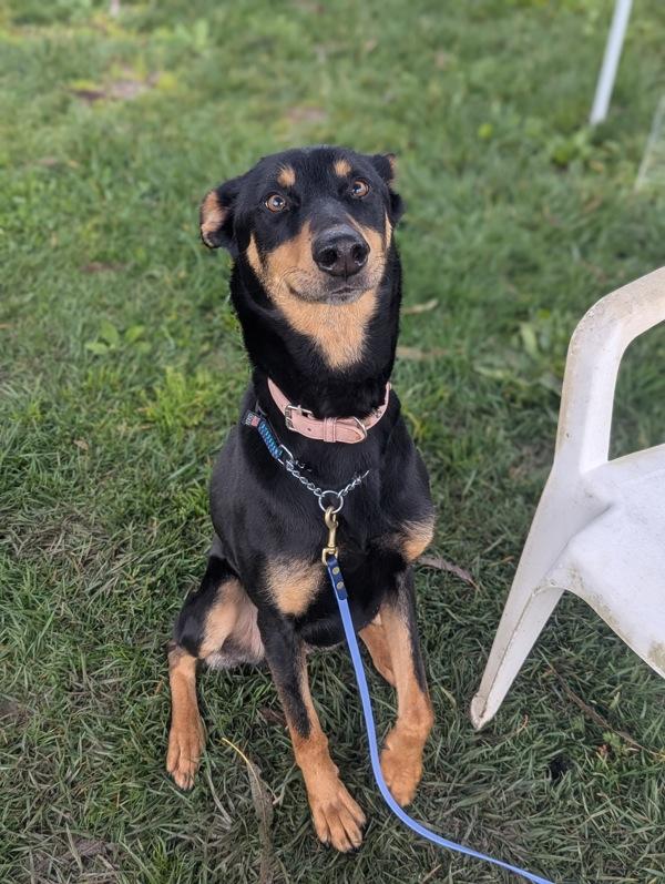 Sahara, Adoptable, Adult Female Mixed Breed.