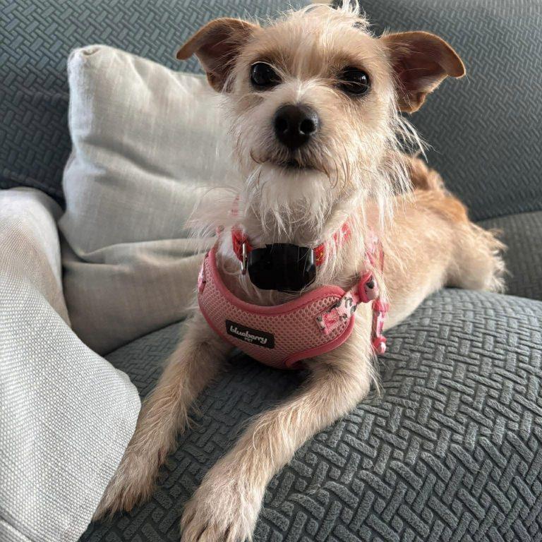 Lainey, Adoptable, Adult Female Jack Russell Terrier.