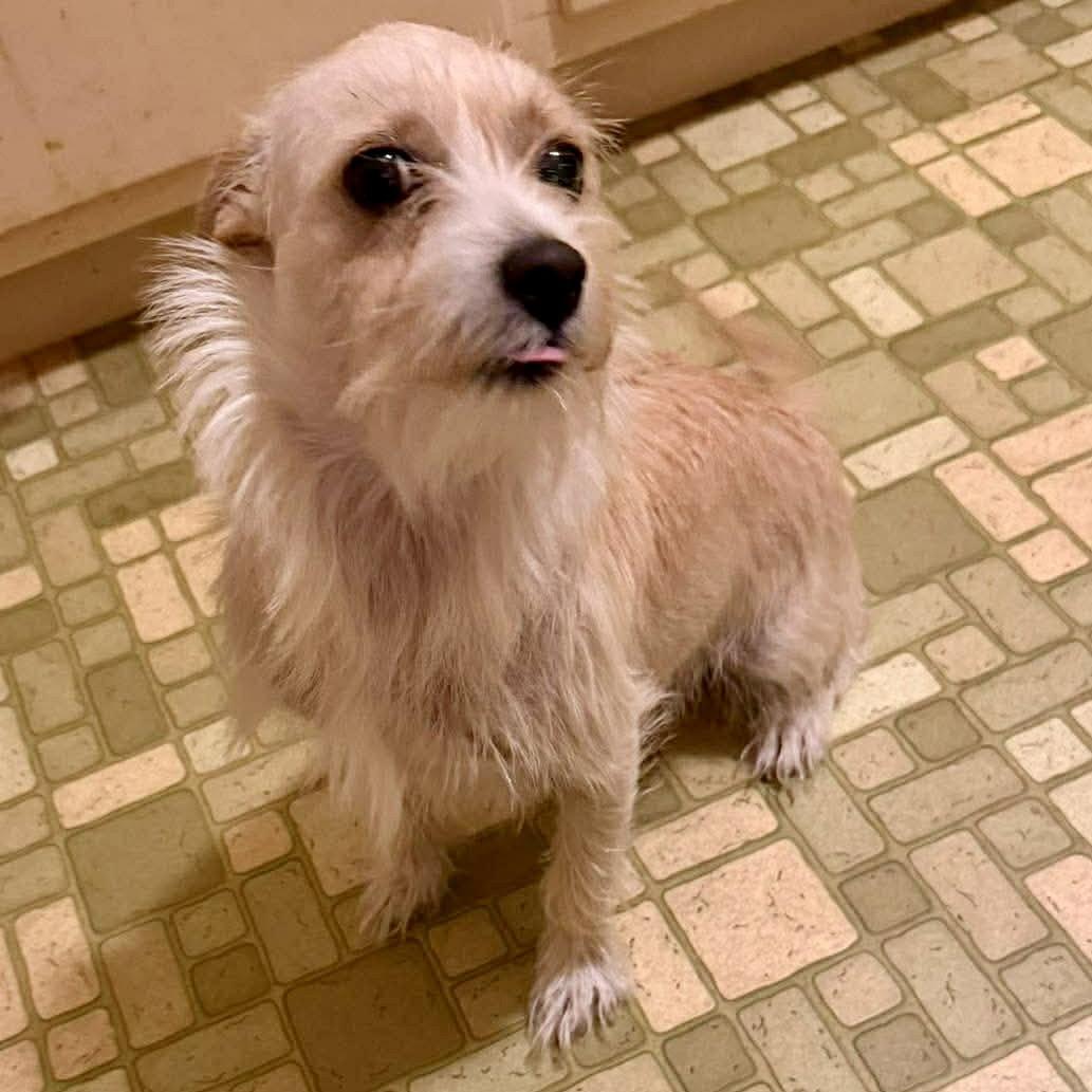 Lainey, a Adoptable Jack Russell Terrier in Garner, NC image 3/3