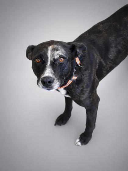 Ash~ SPONSORED!, Adoptable, Adult Female Catahoula Leopard Dog & Mixed Breed.