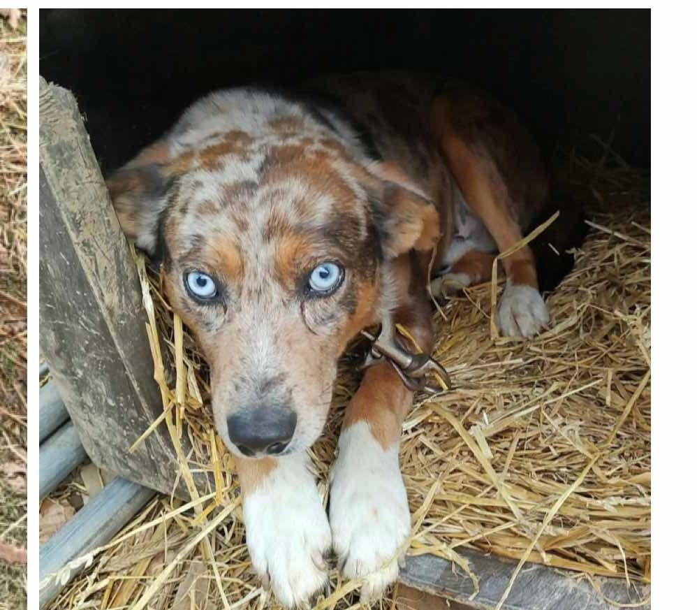 Enlarge Harlow, an adoptable mixed breed in Bartlett, IL image 5/6