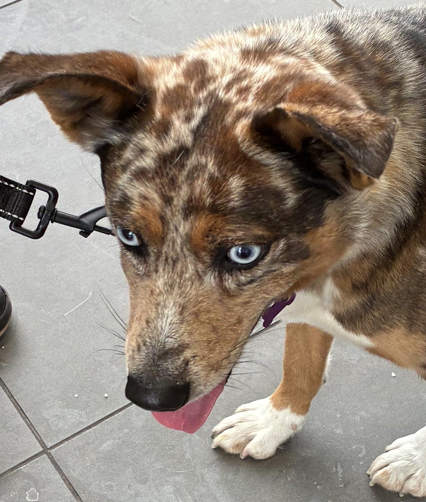 Enlarge Harlow, an adoptable mixed breed in Bartlett, IL image 6/6