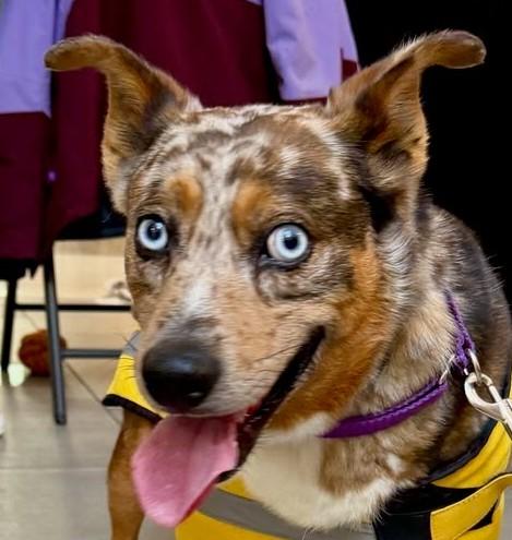 Enlarge Harlow, an adoptable mixed breed in Bartlett, IL image 1/6