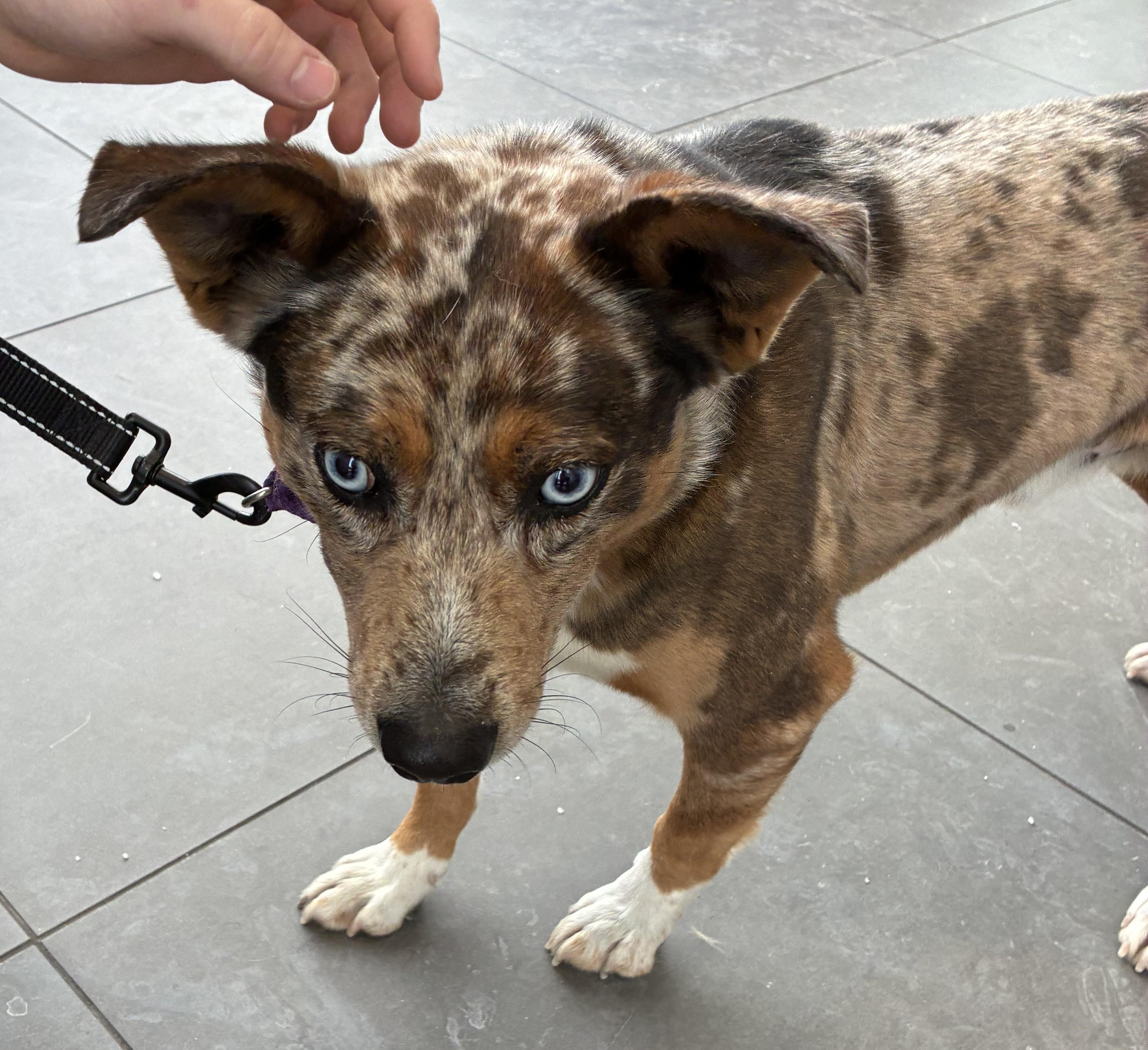 Enlarge Harlow, an adoptable mixed breed in Bartlett, IL image 4/6