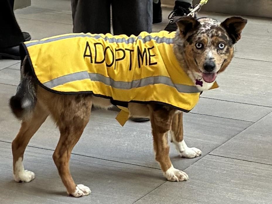 Enlarge Harlow, an adoptable mixed breed in Bartlett, IL image 2/6