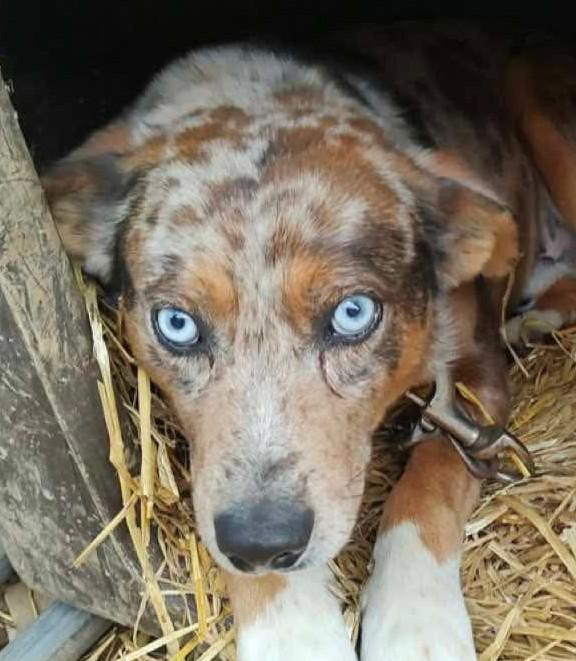 Enlarge Harlow, an adoptable mixed breed in Bartlett, IL image 3/6
