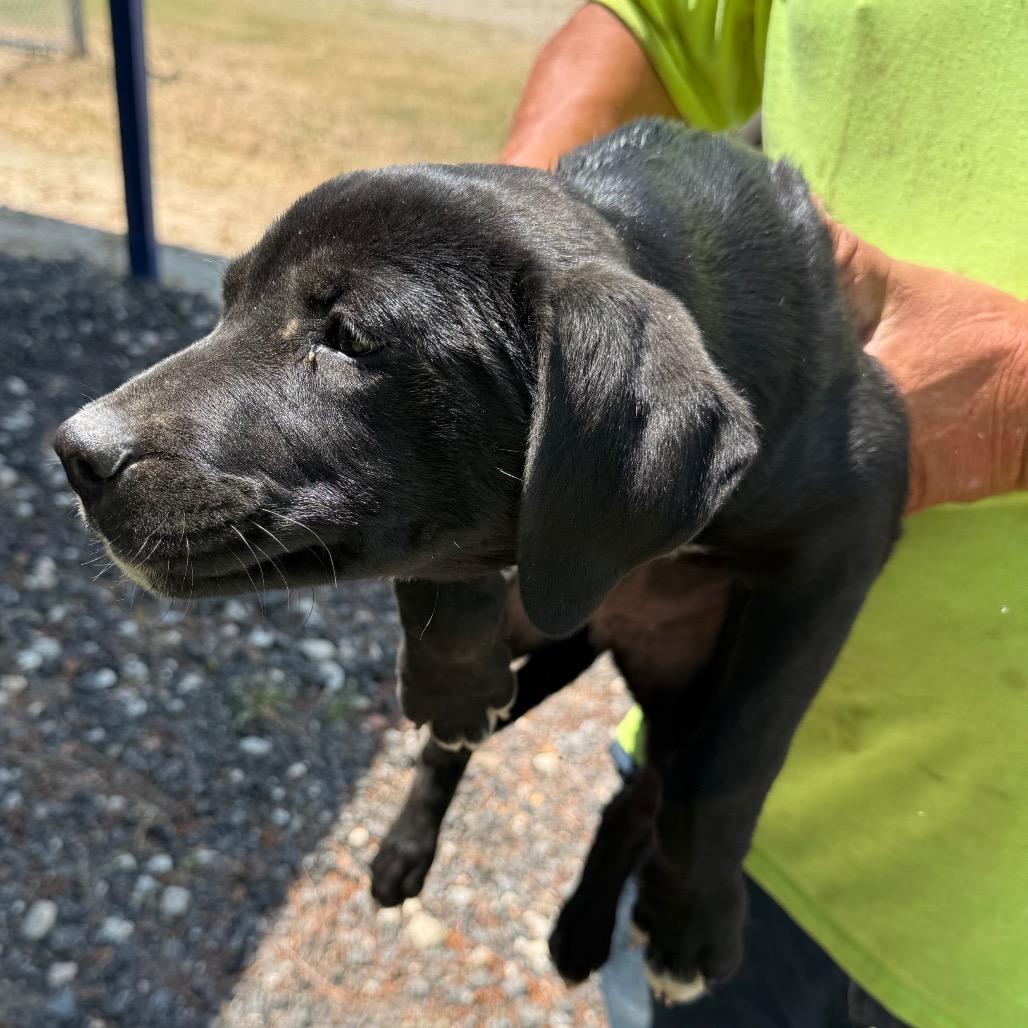 MCO-Stray-5858, Adoptable, Puppy Male Mixed Breed.
