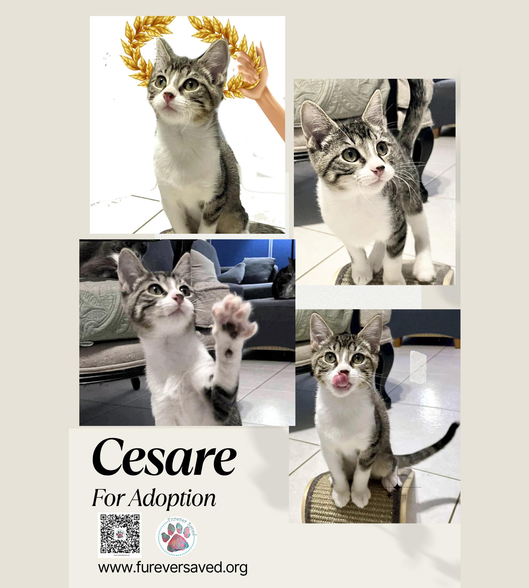 Cesare
