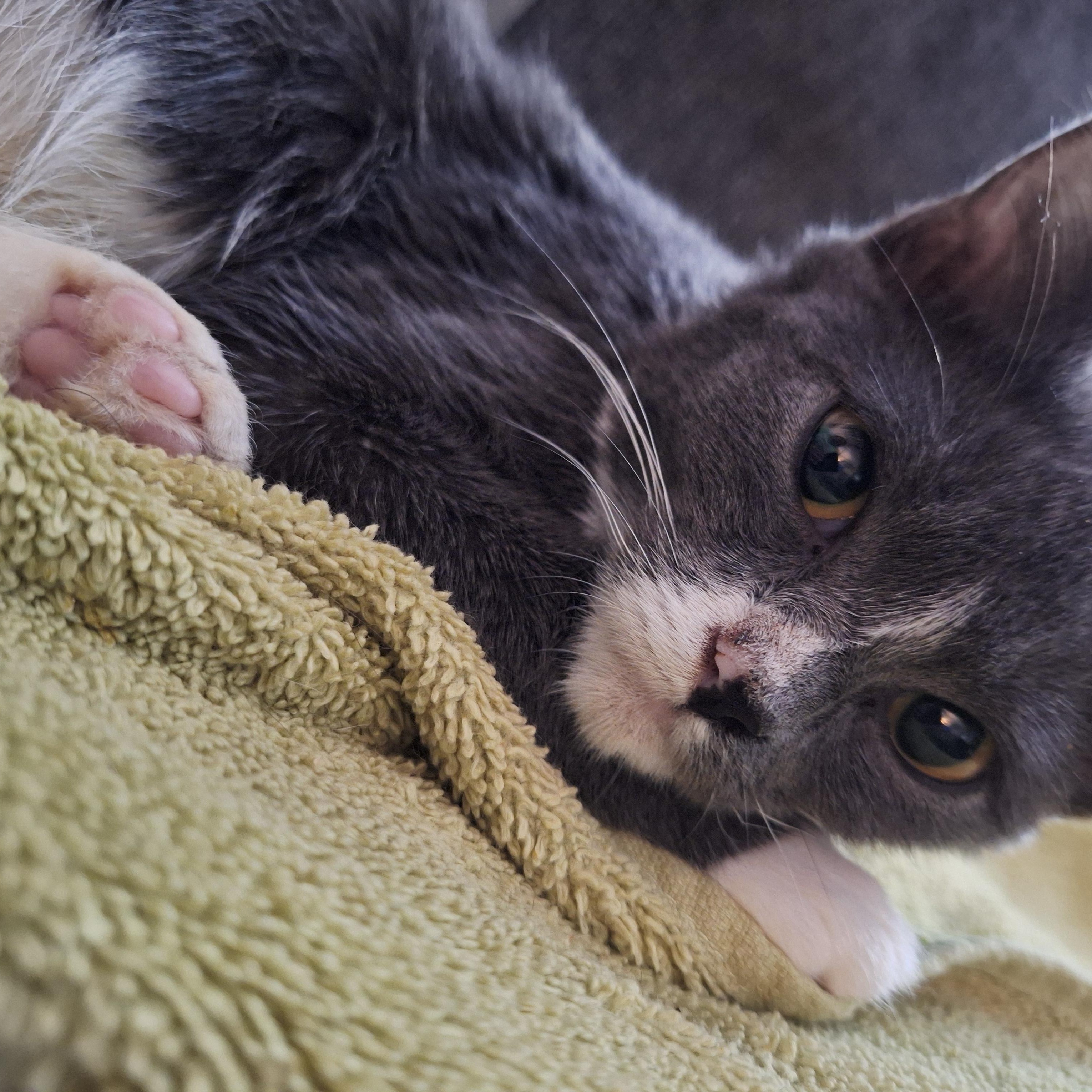 Enlarge Ash, a Adoptable Domestic Short Hair in Connelly Springs, NC image 2/2