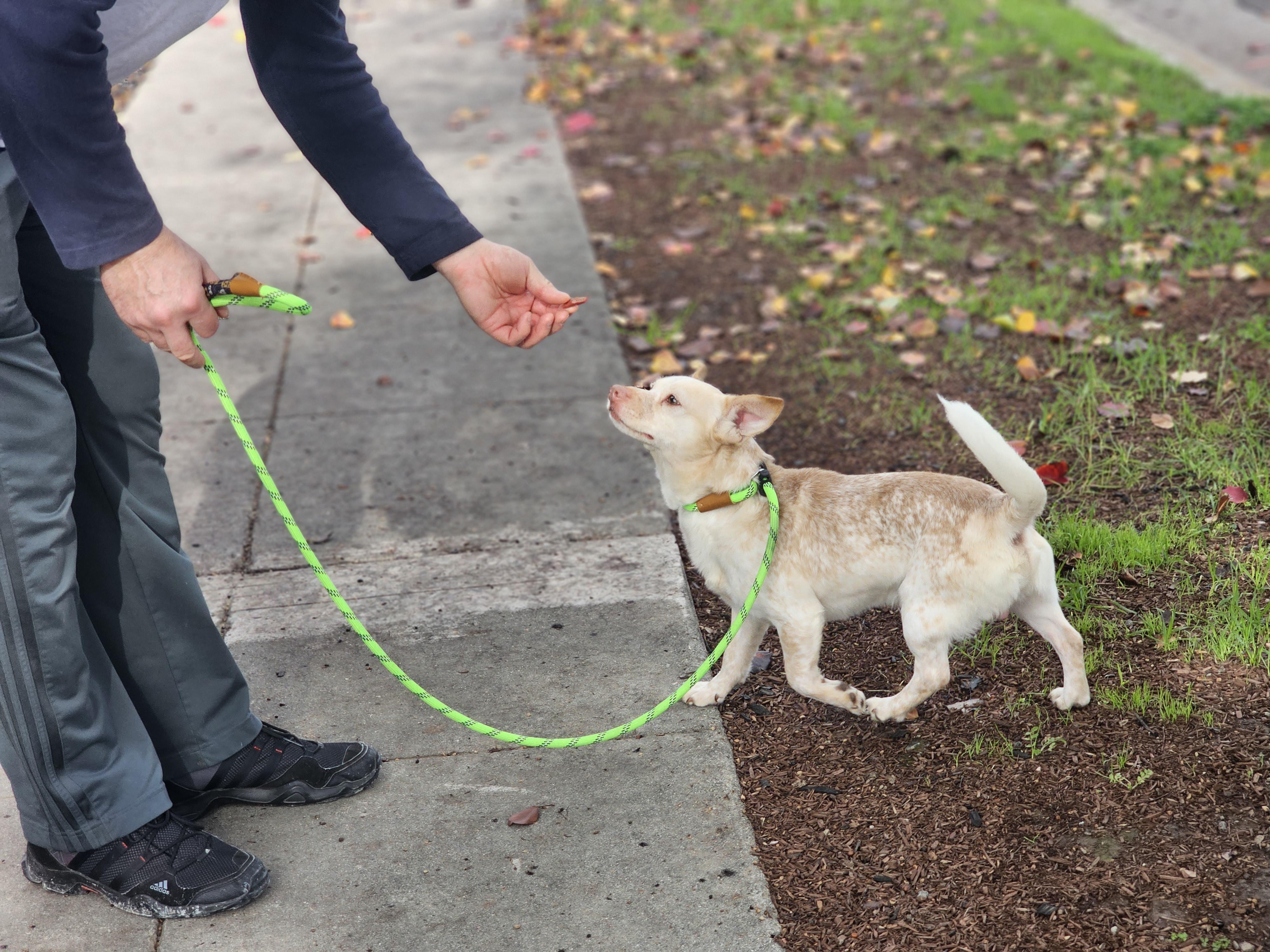 Louie, a Adoptable mixed breed in San Jose, CA image 2/5
