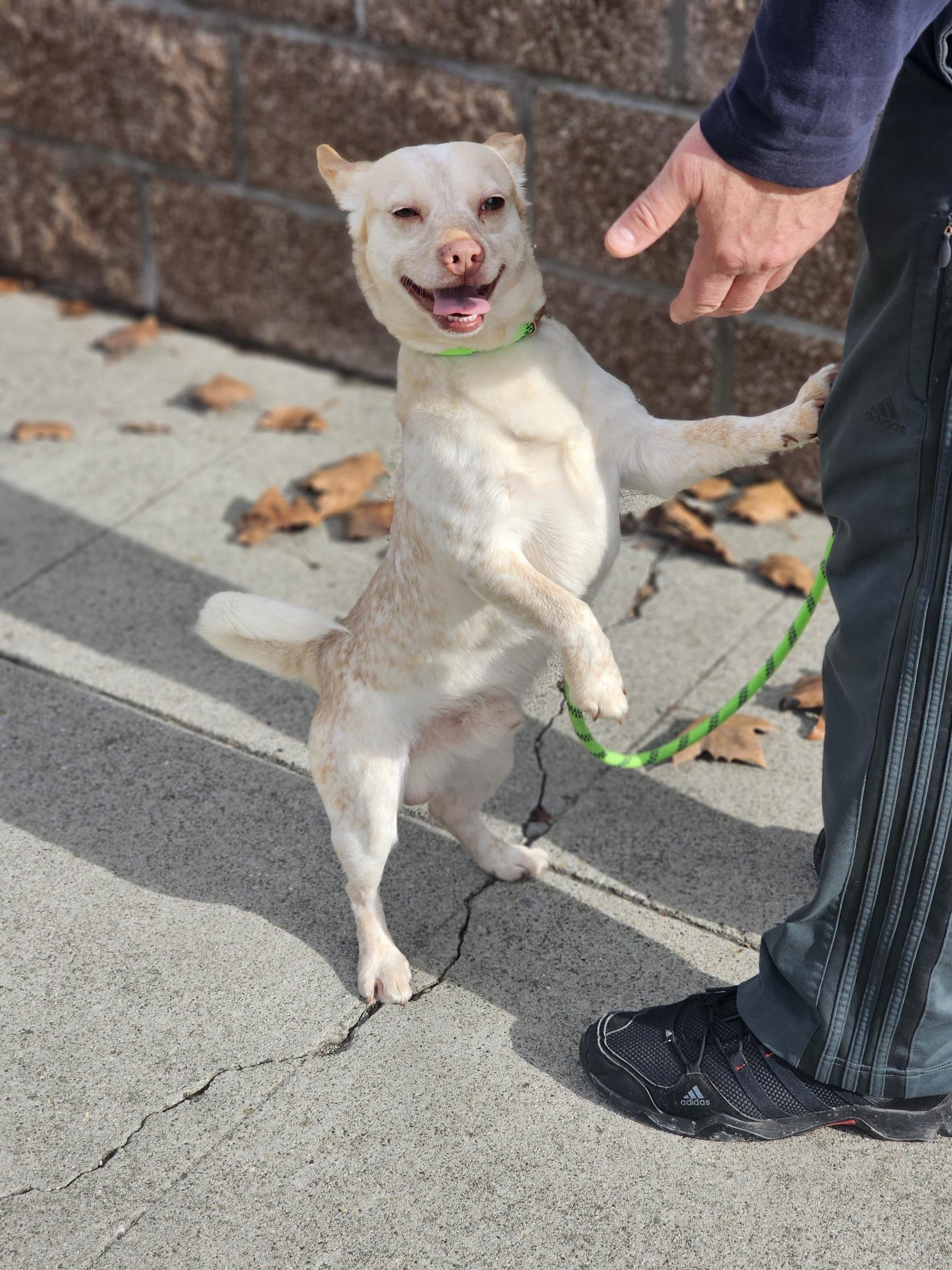 Louie, a Adoptable mixed breed in San Jose, CA image 5/5
