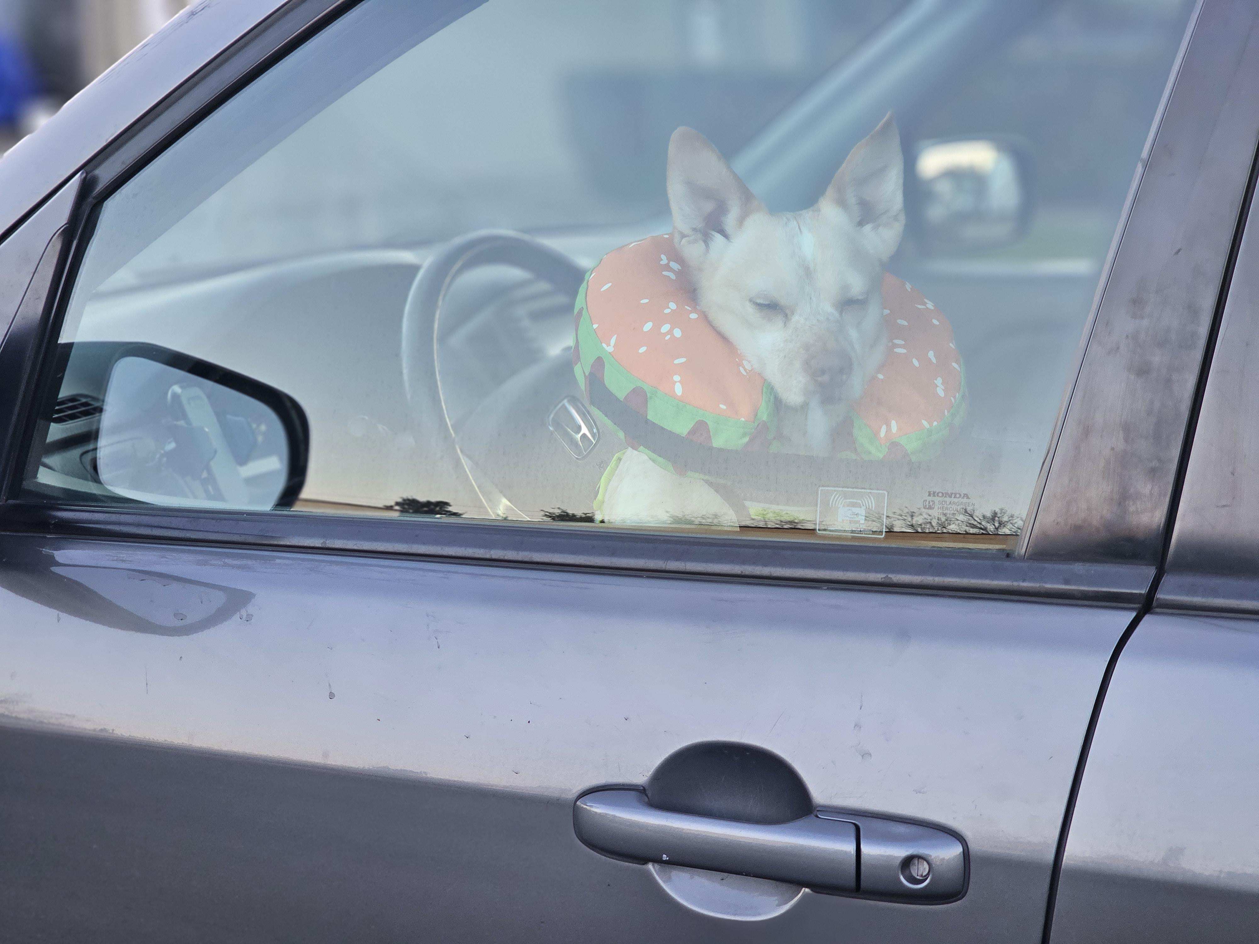 Louie, a Adoptable mixed breed in San Jose, CA image 4/5