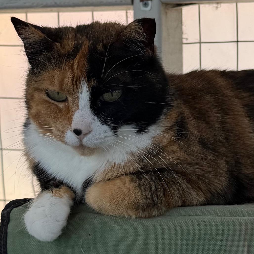 Patches, Adoptable, Adult Female Domestic Short Hair.