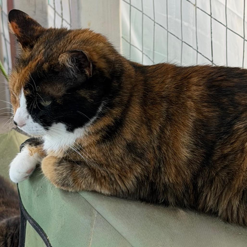 Enlarge Patches, a Adoptable mixed breed in Nampa, ID image 2/4