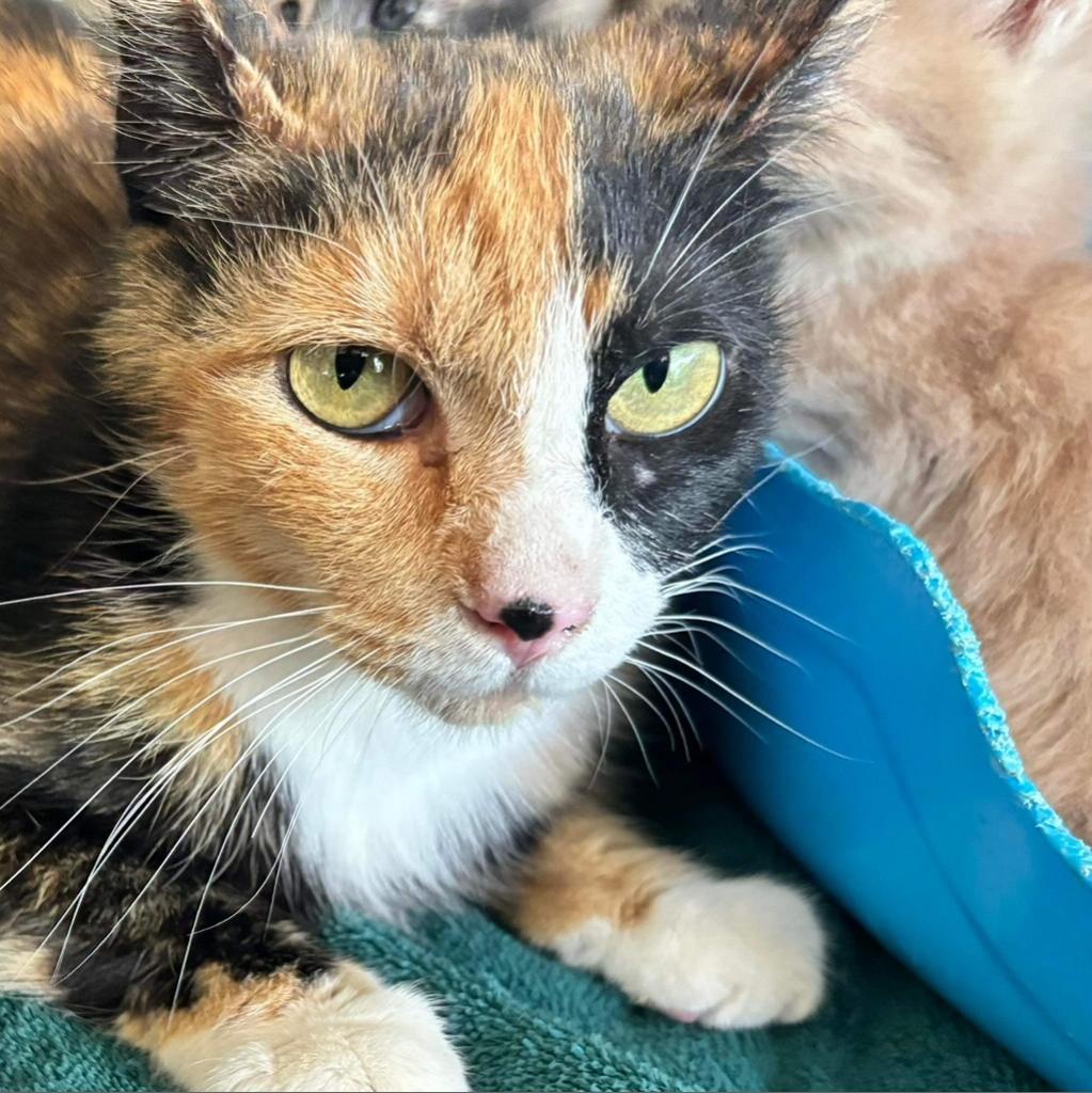 Patches, Adoptable, Adult Female Domestic Short Hair.
