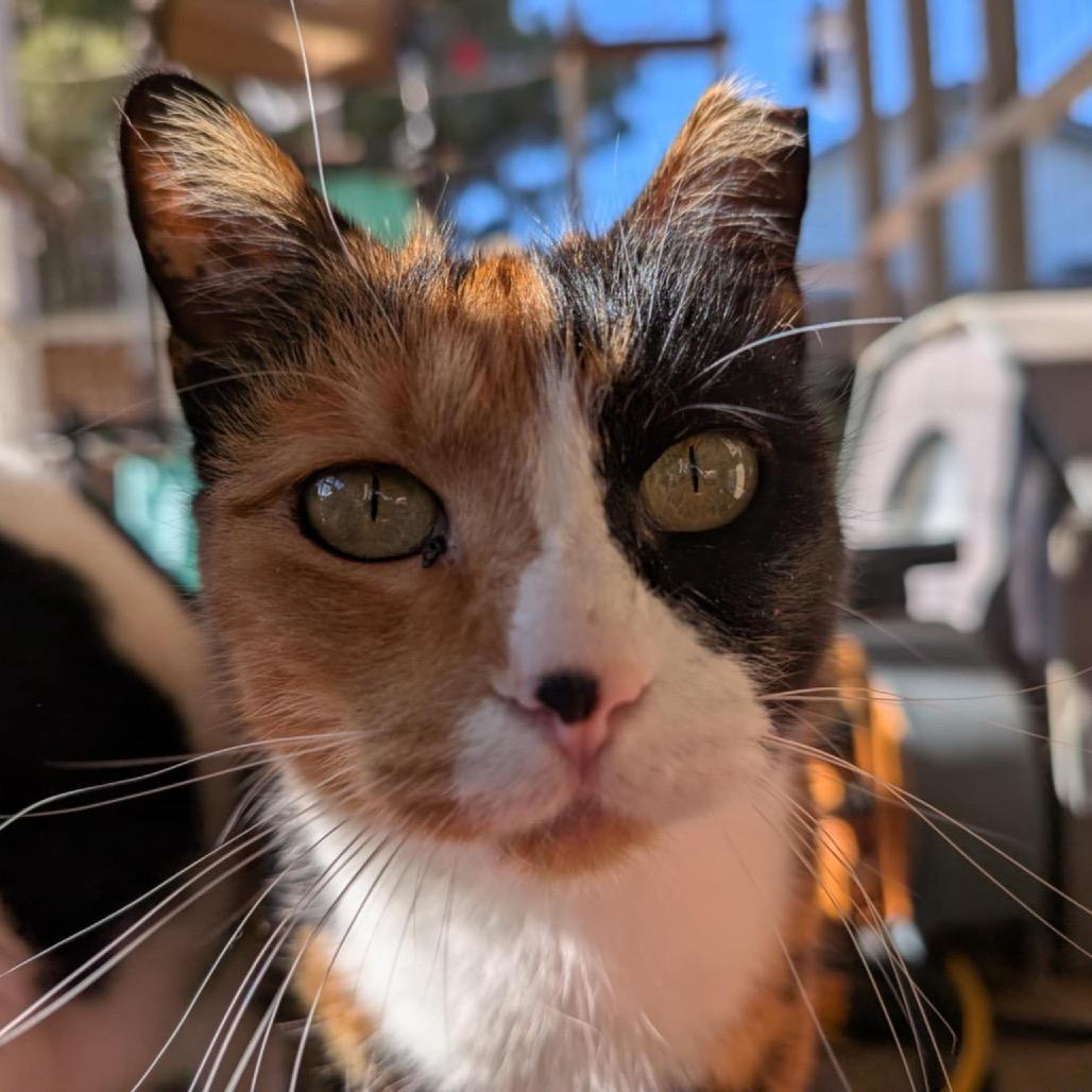 Enlarge Patches, a Adoptable mixed breed in Nampa, ID image 2/2