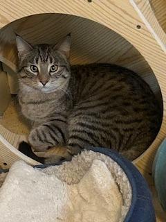 Dale, Adoptable, Young Male Domestic Short Hair.