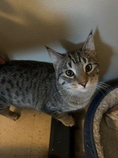 Enlarge Dale, a Adoptable Domestic Short Hair in Cloquet, MN image 1/3