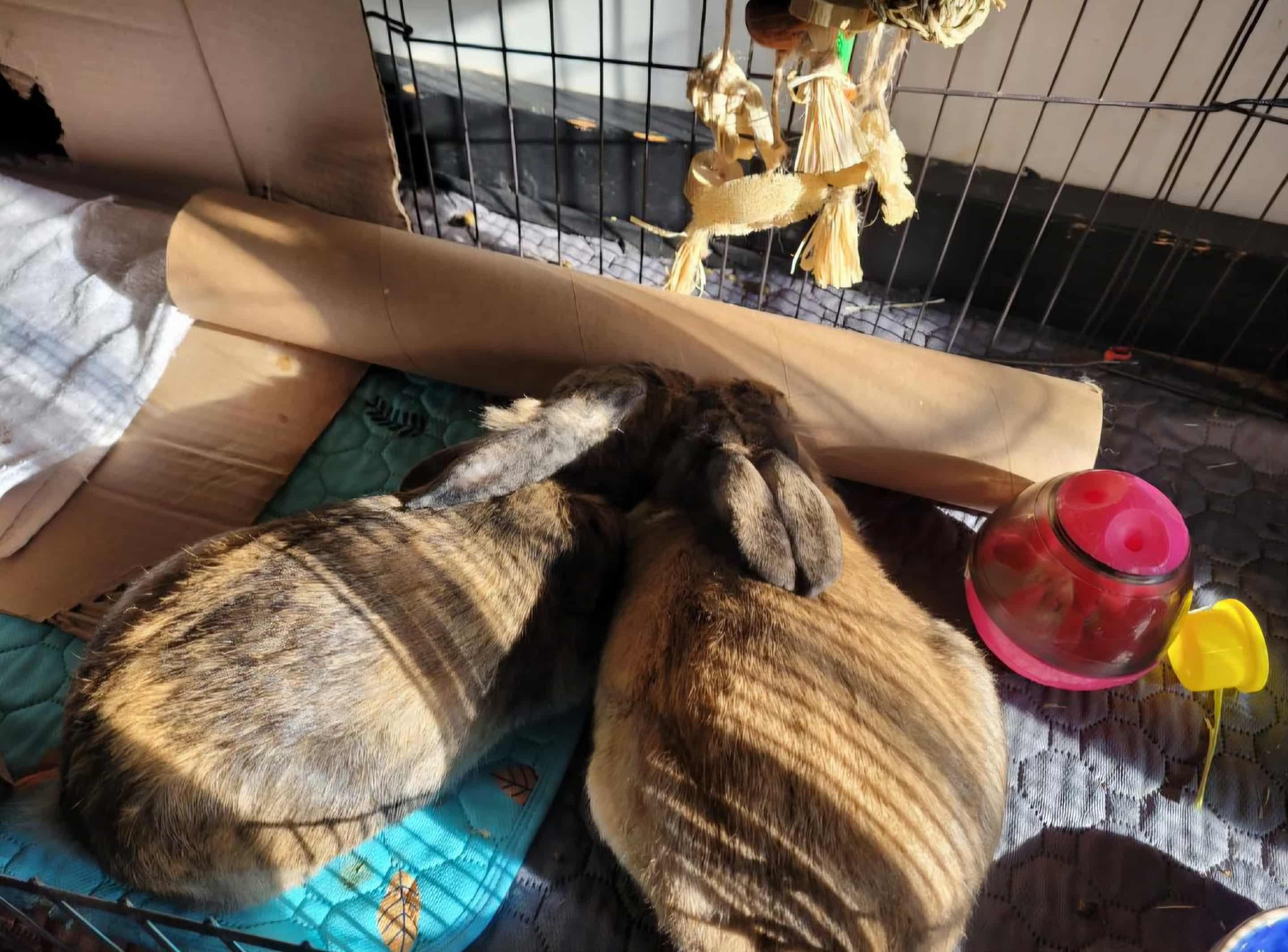 Fiona + Ozzy Bonded pair, an adopted mixed breed in Sauk Village, IL image 3/5