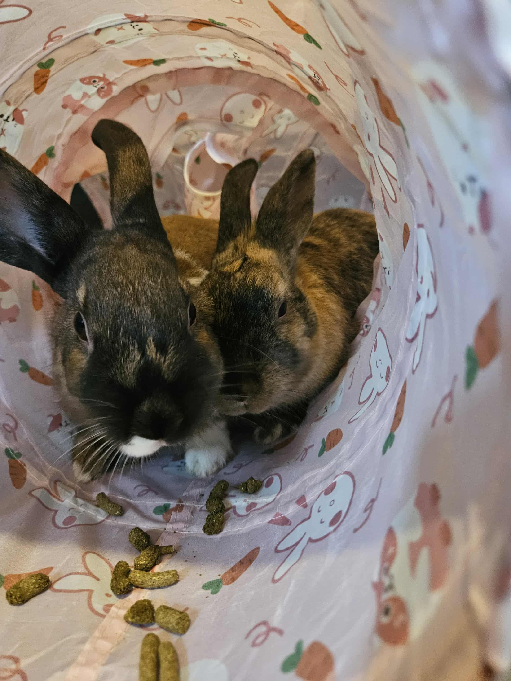 Fiona + Ozzy Bonded pair, an adopted mixed breed in Sauk Village, IL image 2/5