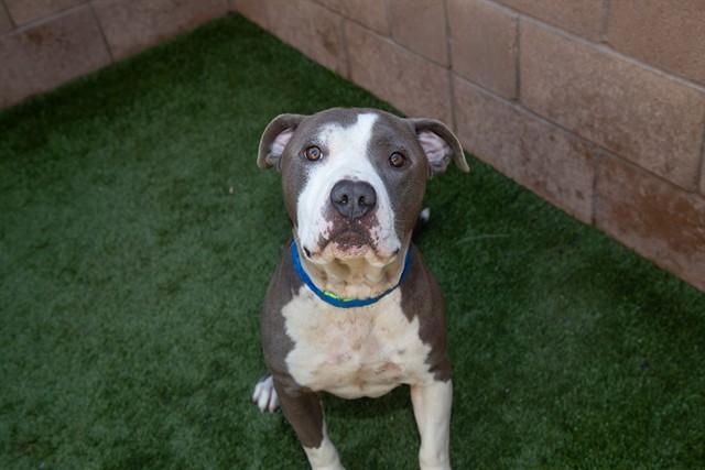 Enlarge BAM BAM, a Adoptable mixed breed in Moreno Valley, CA image 1/1