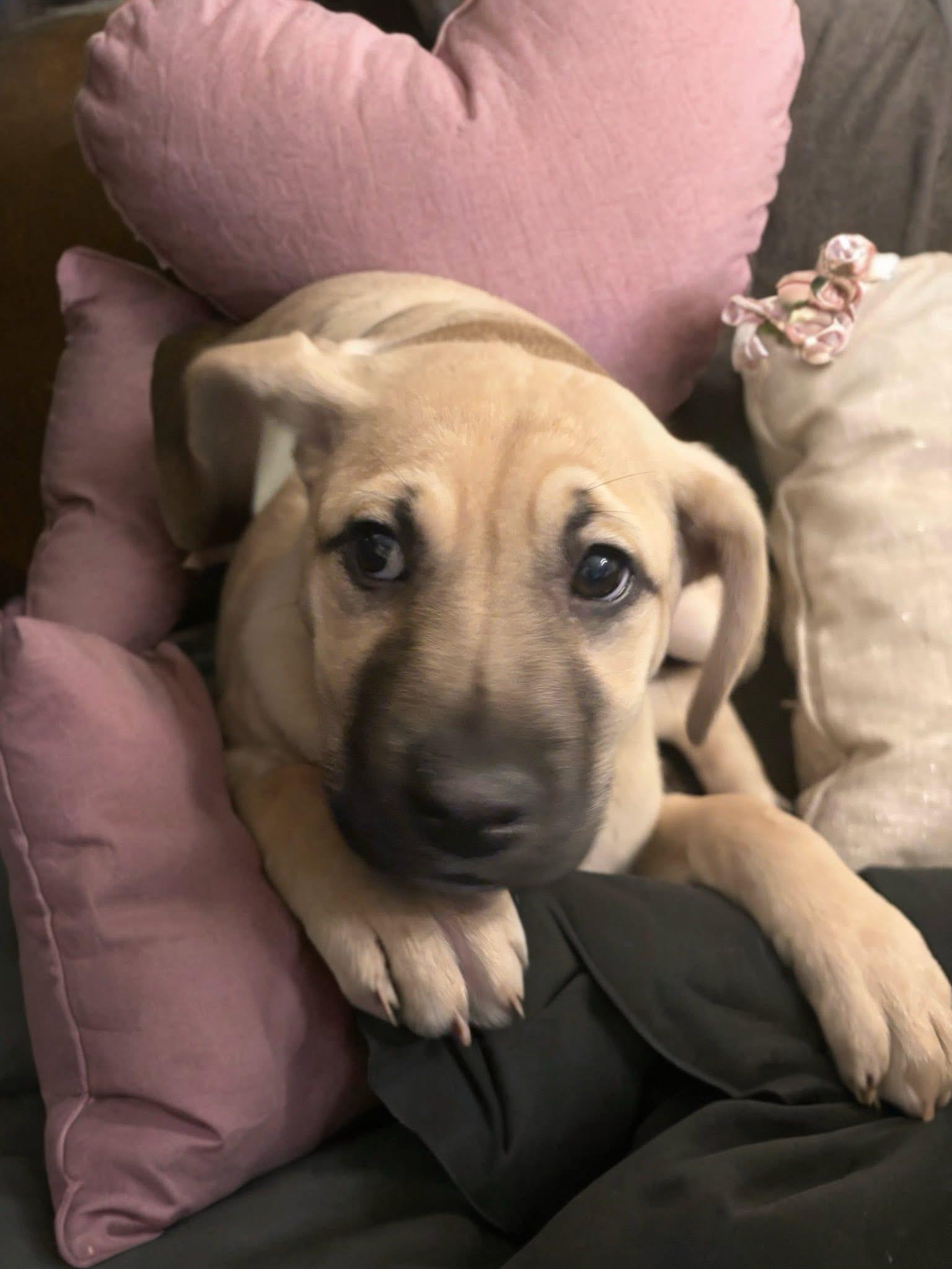 Enlarge Sash, a ADOPTABLE mixed breed in Woodbury, NJ image 3/6