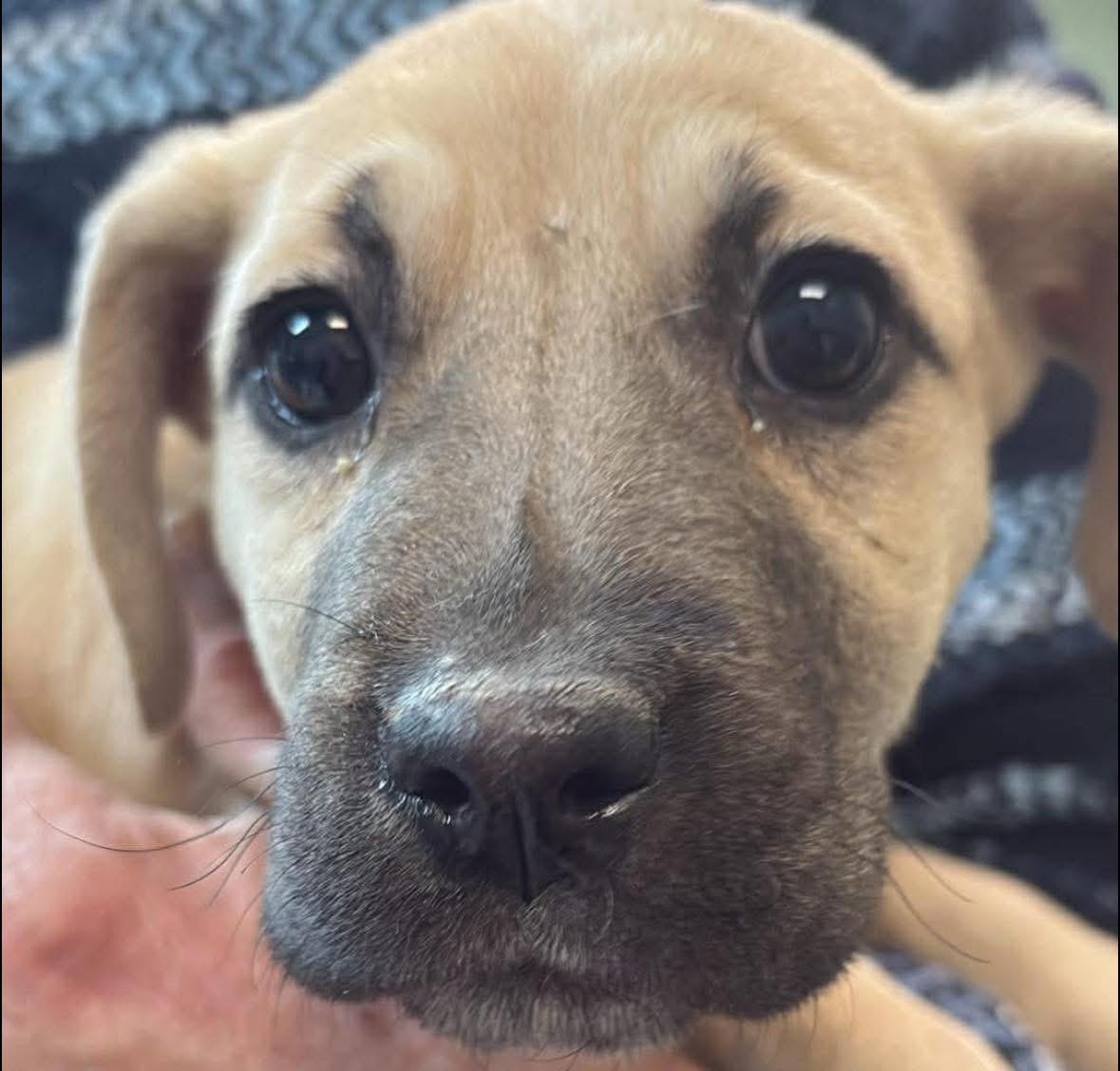 Sash, ADOPTABLE, Puppy Female Labrador Retriever.