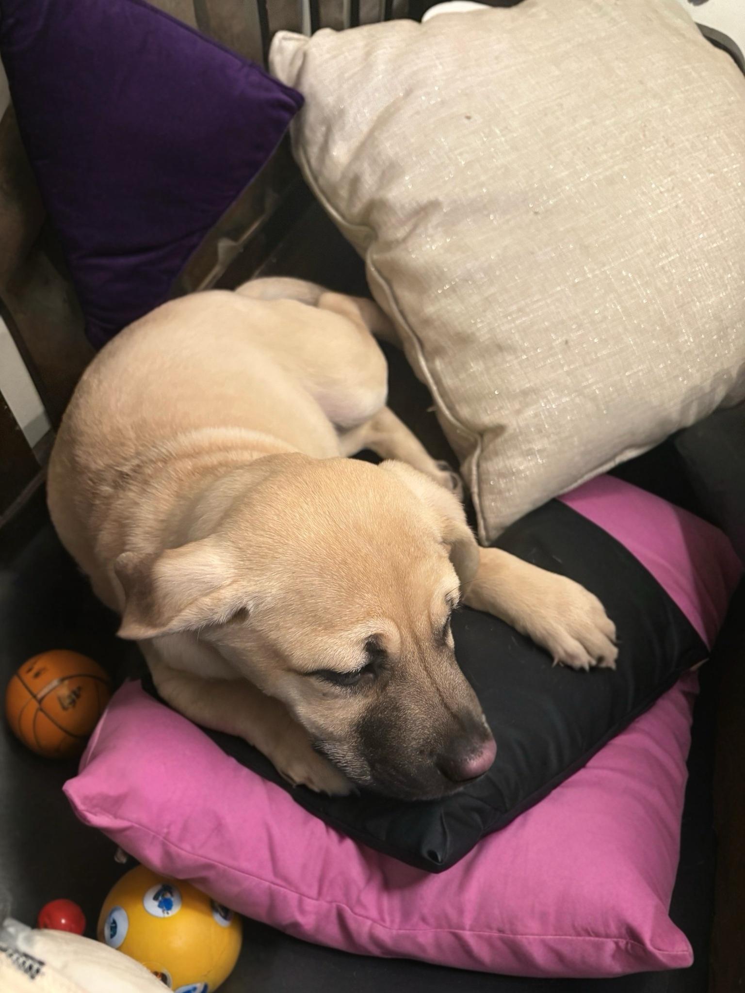 Enlarge Sash, a ADOPTABLE mixed breed in Woodbury, NJ image 5/6