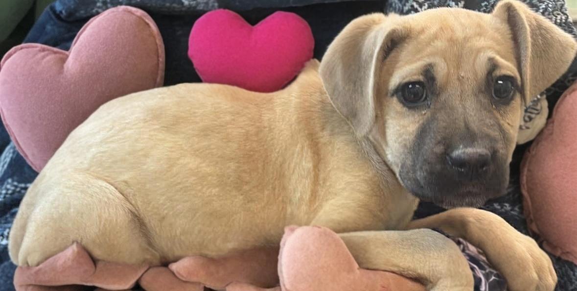 Enlarge Sash, a ADOPTABLE mixed breed in Woodbury, NJ image 2/6